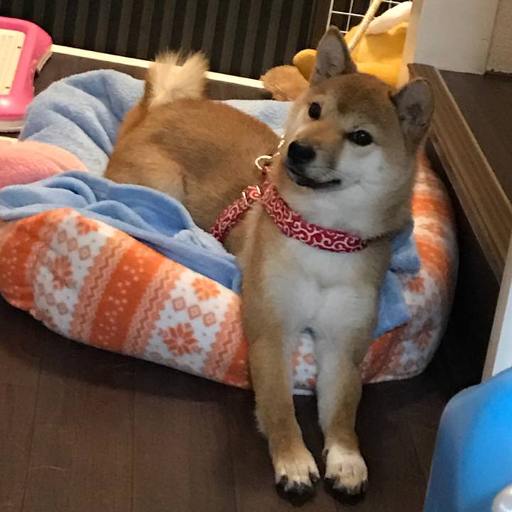 4498d911 fda9 44c5 b696 21385c41672c