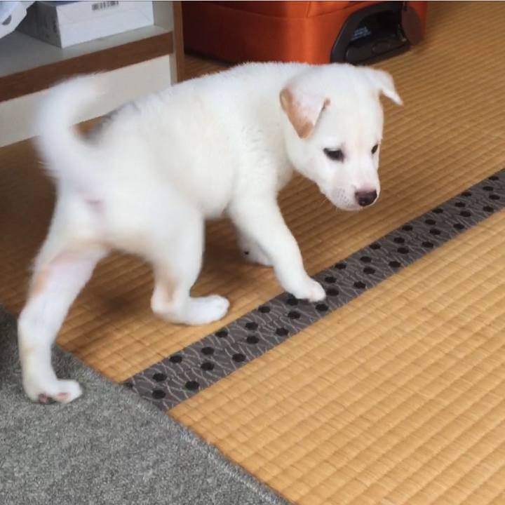 449f8871 39ae 4b77 98b9 eb389c6e466e