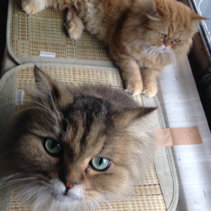 44a87a04 a85f 4afe bc45 caf3521e3b44