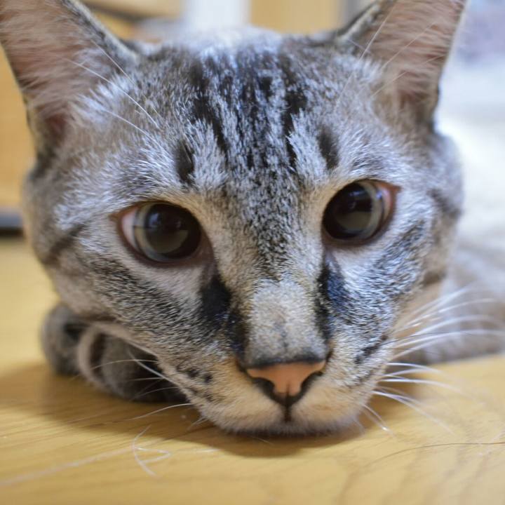 44ab66a0 d86b 489e 9333 85af128f8550