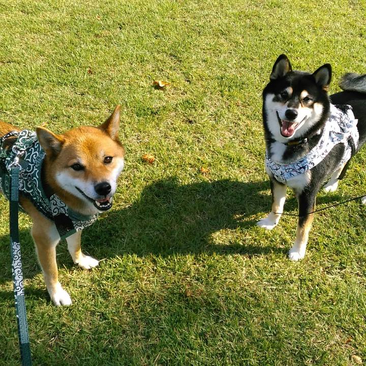 44afca5c fdc9 4126 b803 429632d51f22