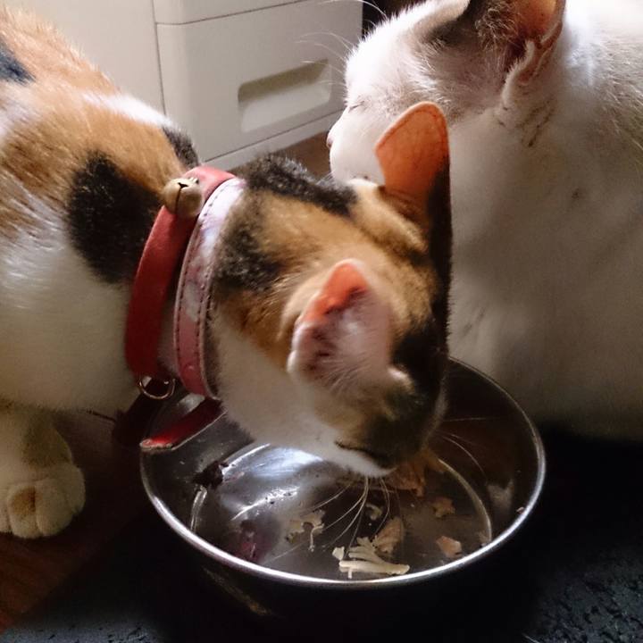 44aff7f7 0ece 40e4 9d94 9494960ddab1