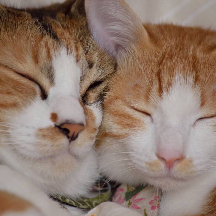 44b20424 c535 4e0d 8b0d dab98642ca47