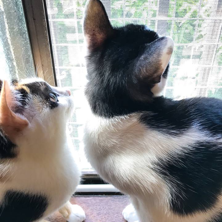 44ba43c4 03cc 47b1 9799 ffd540d68e11