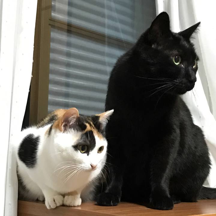 44c136d6 5125 43bd b4a8 6b0557ca8c22