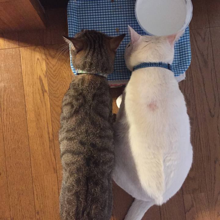 44c59541 0887 4fa8 bc2f 59193a06b993