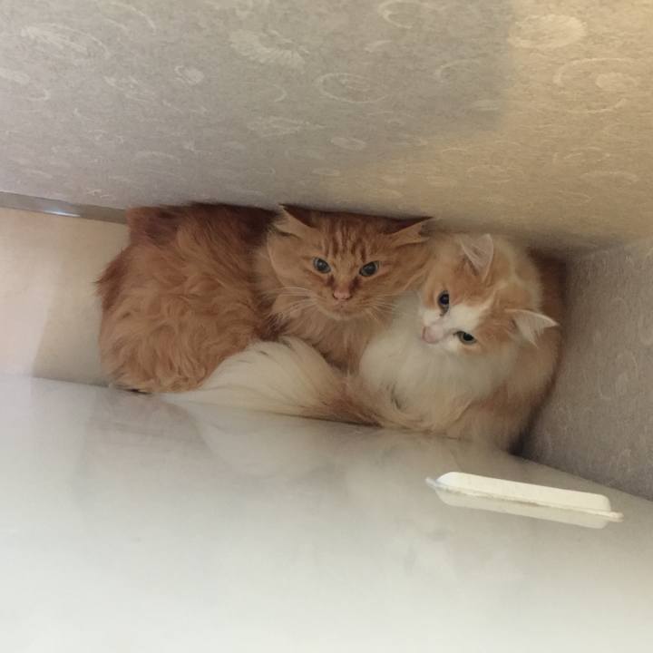 44c6821c fd56 4bb7 b8e3 2a73ec18d42d