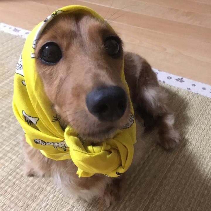 44dcc951 3c65 47d3 8757 24cf6dc7351c