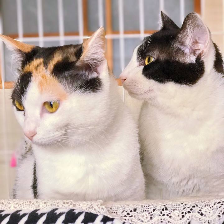 44e87d1f 6ee3 45ac 8e78 2af34d30c265