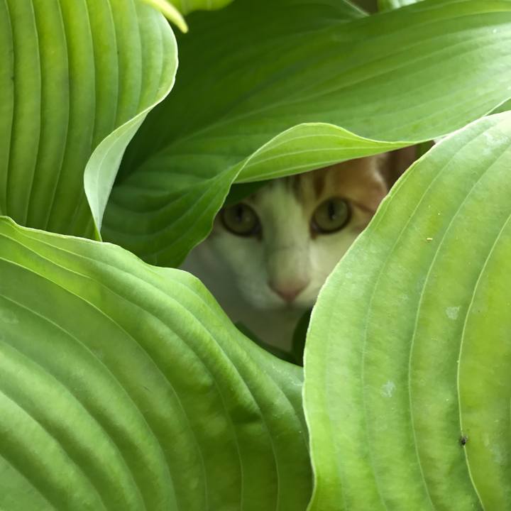 44f55fcc 612a 4333 9d2e 9a32aa6e468a