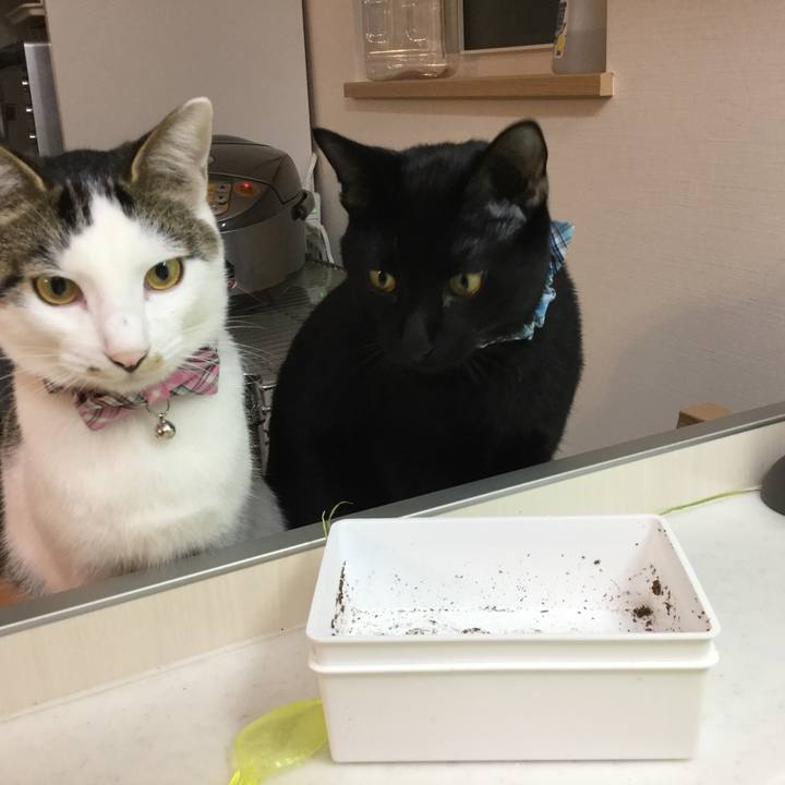 44fc9090 5438 43de afd3 954e9a92955d