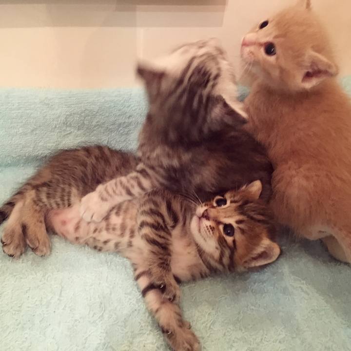 4506b4ca af9b 42cc b074 84d5e33ccf97