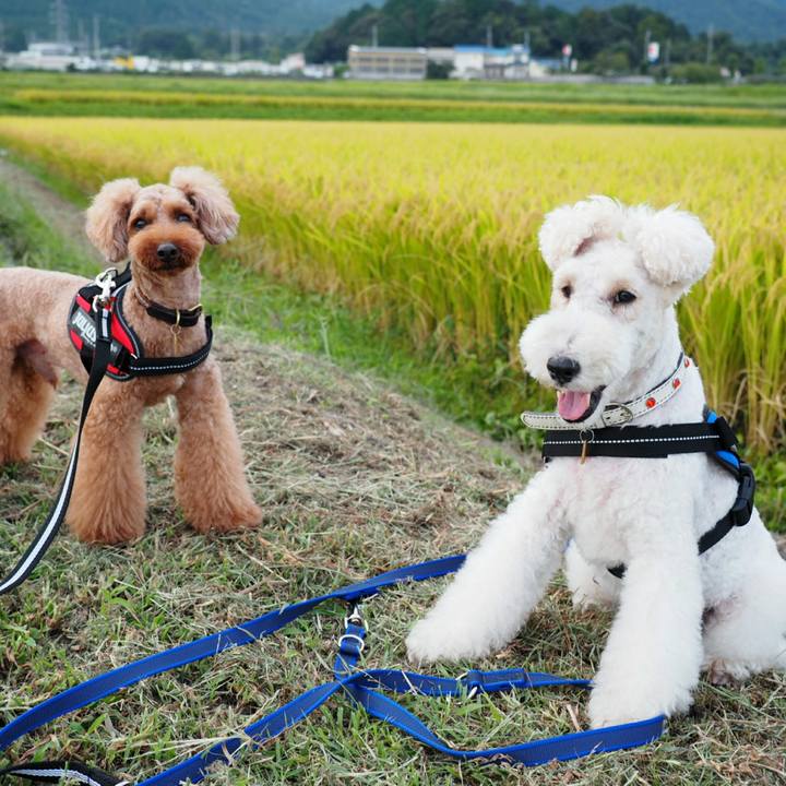 45090f13 32ce 44a1 919d bd624865068f