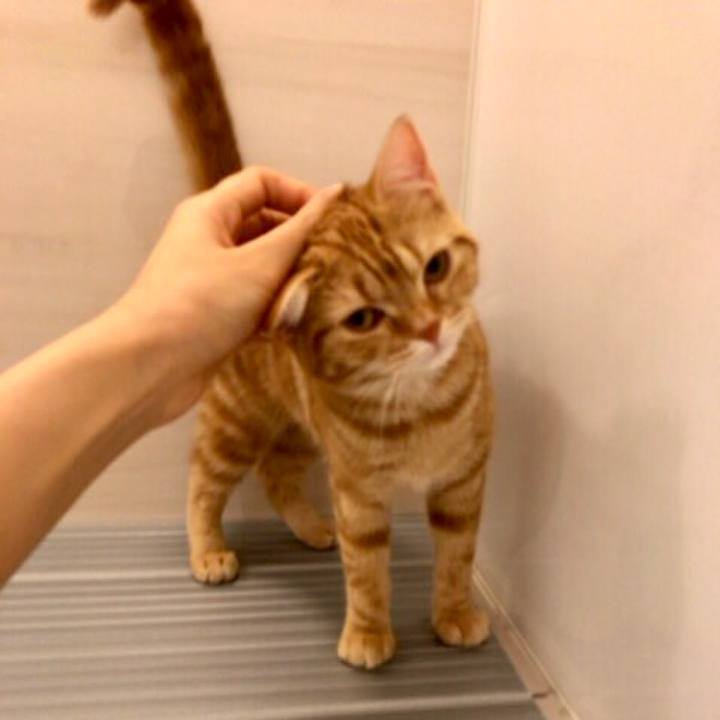 4511cf00 dd04 424a 9ebf 6a703792899c