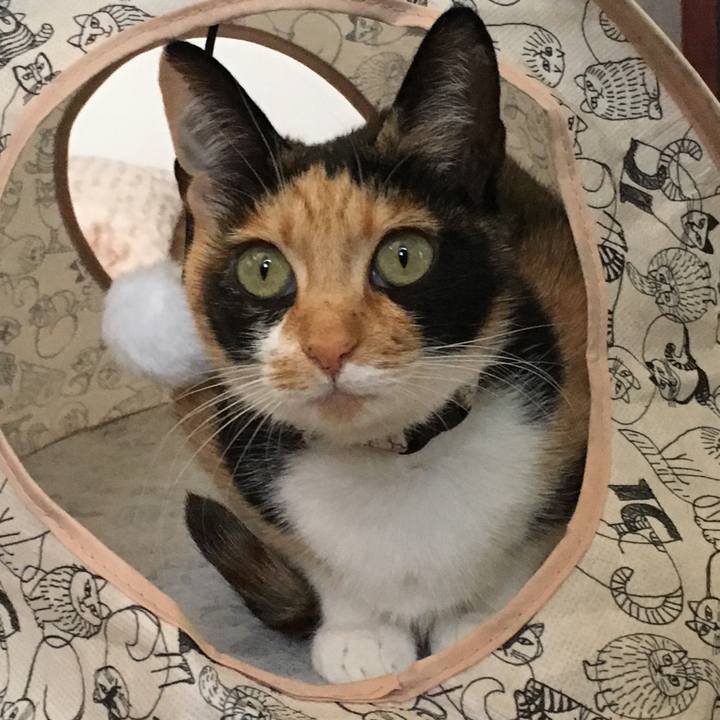 45154f53 1160 494d ab90 2a23dd06e3a8