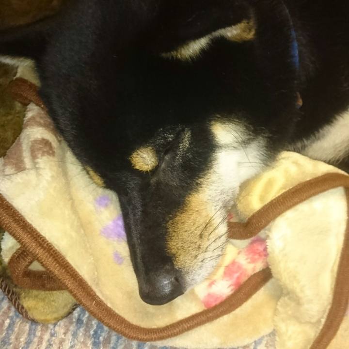 4518f9e2 e766 4c8d 86ac 2318ee72e55b