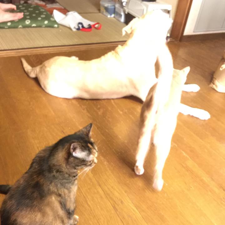 4533dcb3 d753 4890 a8a5 5ff2bfbae217