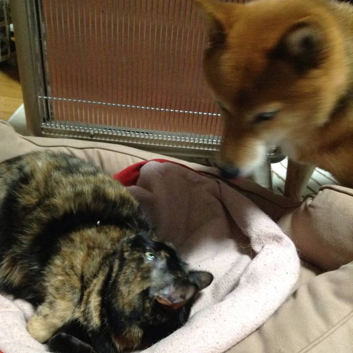 453a5189 cf60 41ac adbb bc24e91435d2