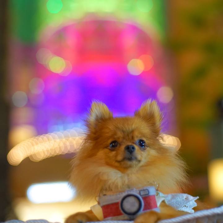 453d7394 a2c9 4dde 9845 4015757e3284