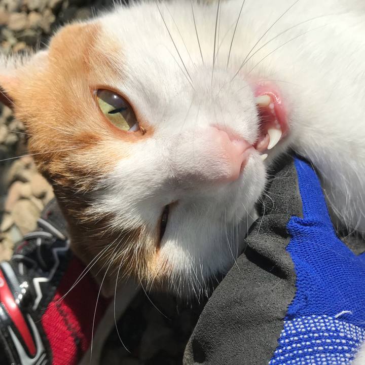 453fd8c0 6f74 4352 9e78 fef38b517661