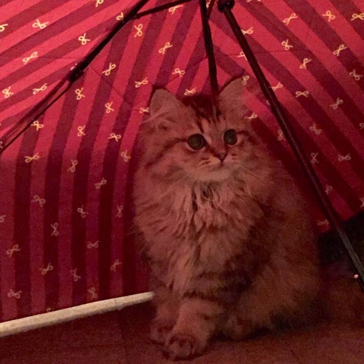 45484470 cc4d 49a8 9e60 d822672d649f