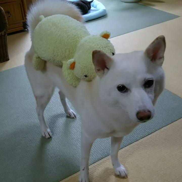 454dfd60 cc71 4241 9c28 d0aedbde8a09