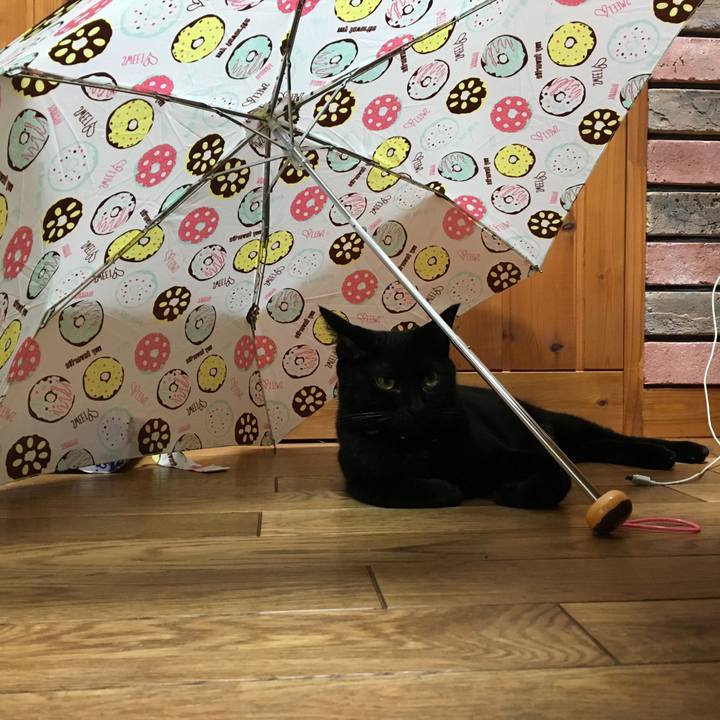 45548667 bde5 4011 8061 f45de637b0b6