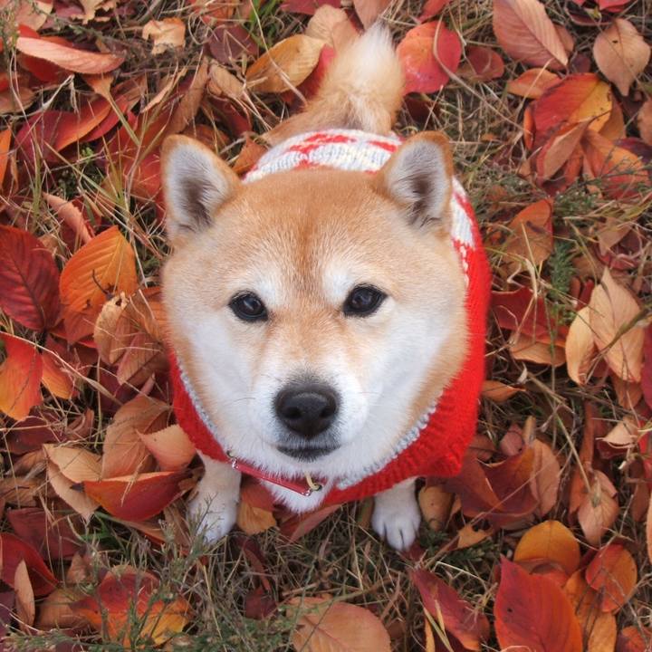 45583fdc f7f1 48ec b4a2 4397b5c61f80