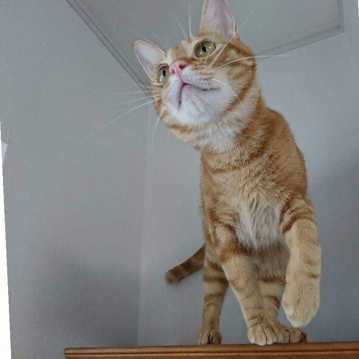 4558da54 2e38 49aa ac89 afb0fd60602c