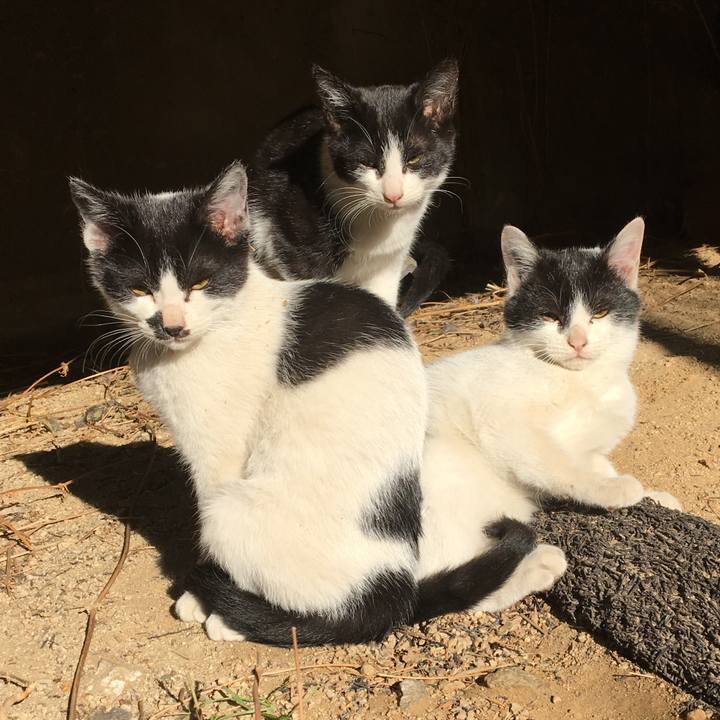 455ab16b b903 4af4 9268 d6d48a0c66d8