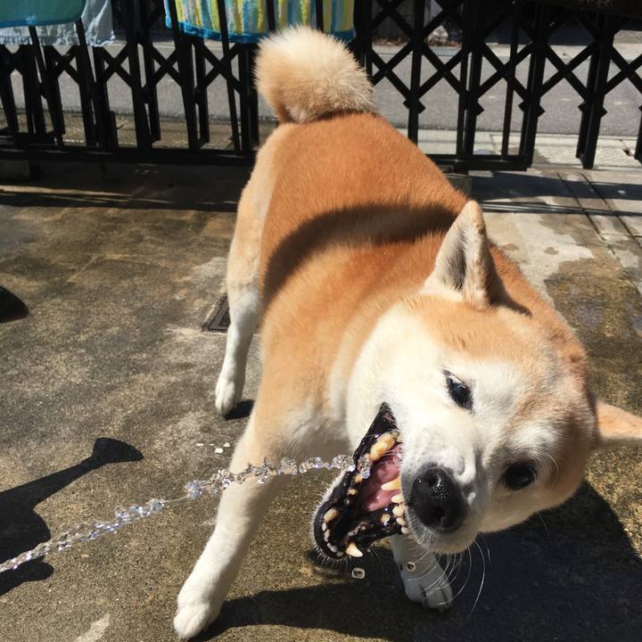 455ca4cc ea91 44a5 ac7f 2e2b6de60ea2