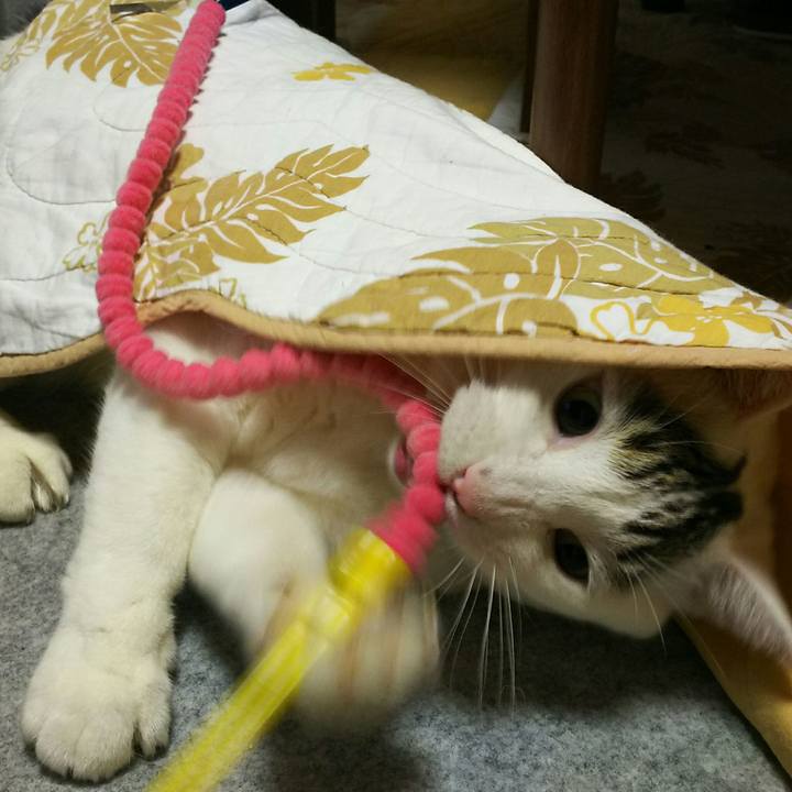 45691472 ed86 429d a087 a3e5825db653