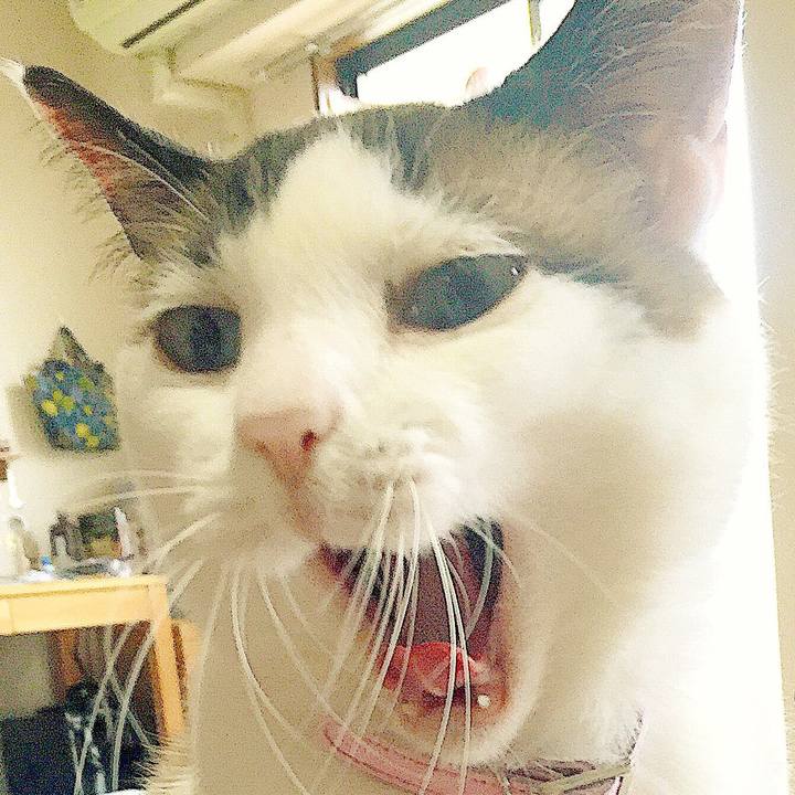 456c0ad5 878e 414c b1cd fb1fb21d42ea