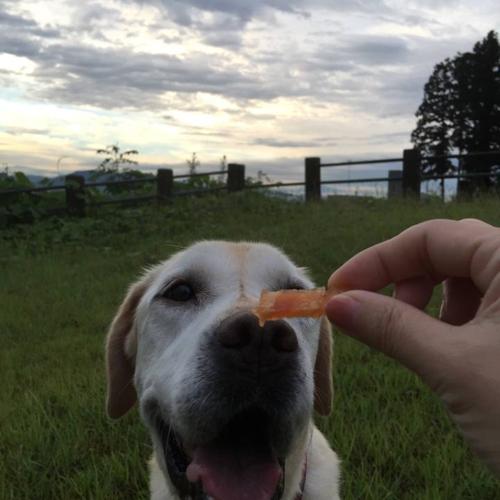 456e87cf 531a 4ee8 8bf3 abfa206f04ef