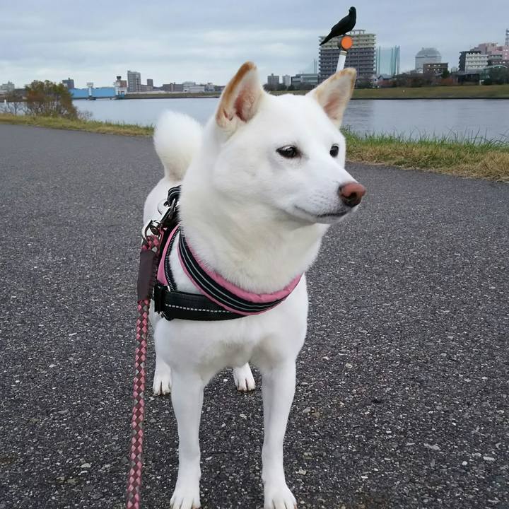 456f9c08 53cb 45ec b1fa e7d3a4b8d8f5