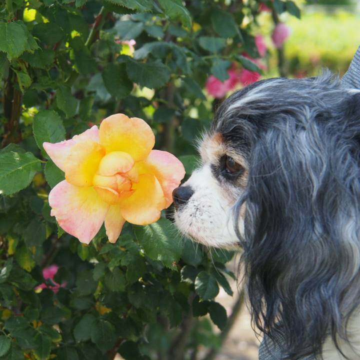 4572564c 76f3 4bfc 9918 55b736b71a2b