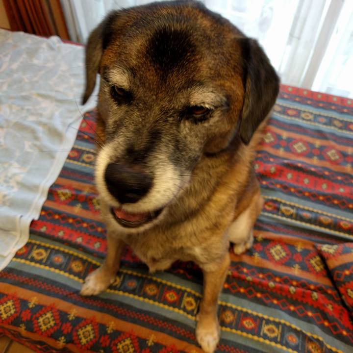 4576d8b4 582a 4437 8272 3dd78d8051b4