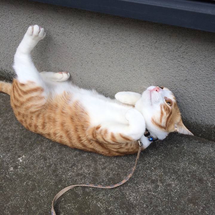 4581c802 ec0b 4727 8fa3 8509b7a60c38