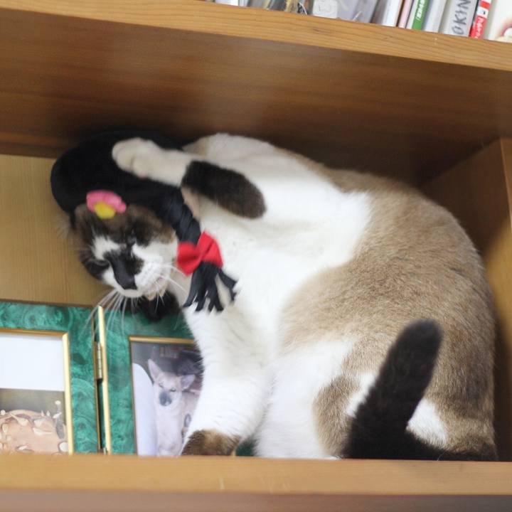 4585d752 ed3b 4ddd 9288 915fb8d90d8f