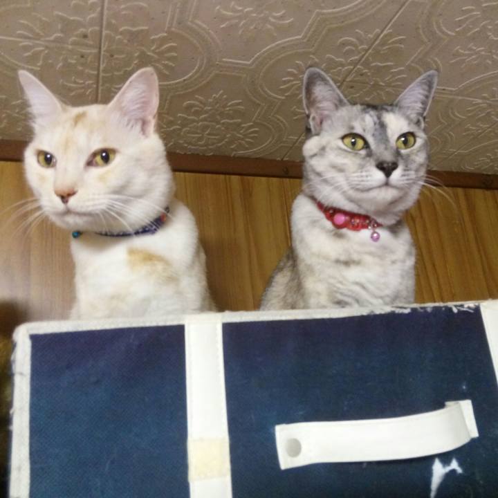 4589cdc4 2f98 4a76 805b 72d8d087d6ec