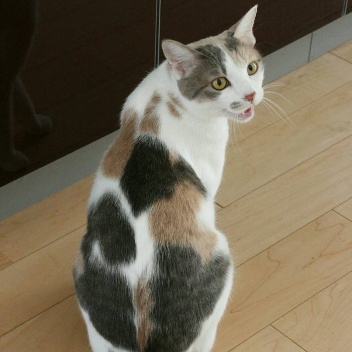 458b2f9e 8a55 483a a3b1 3401707435a3