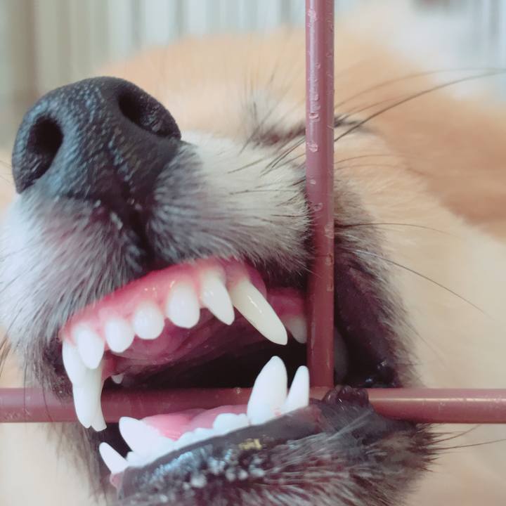 458c45c6 a07e 4c34 b11e bf6e53d0b224