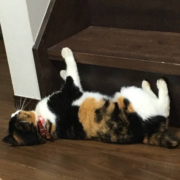 458da11b 1d6e 4f64 b462 bc497dfc5d70