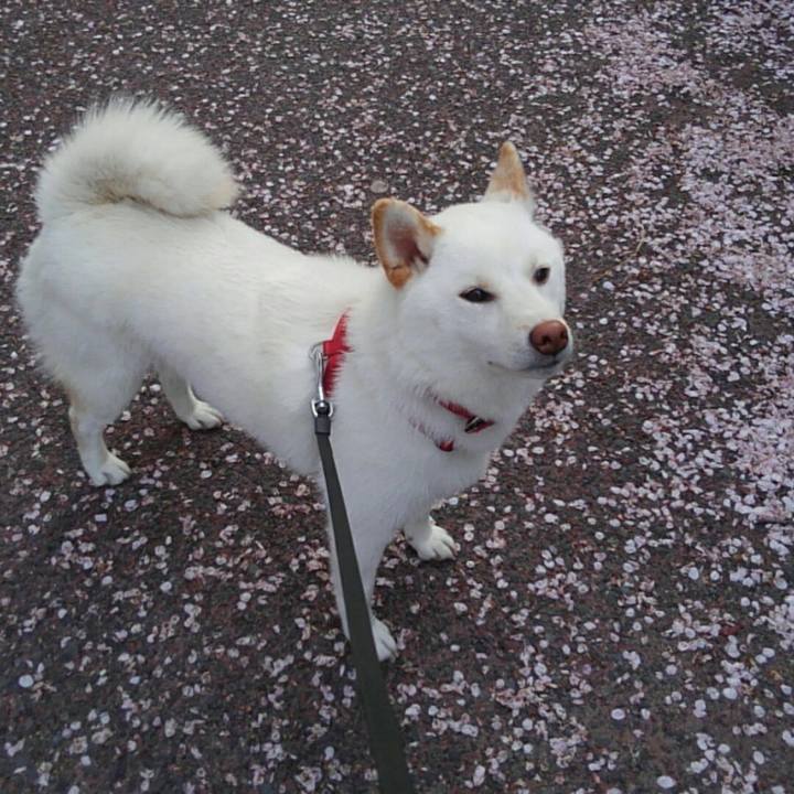 45960bbf 70b3 4b7e 83da cadfd9cd2dcd