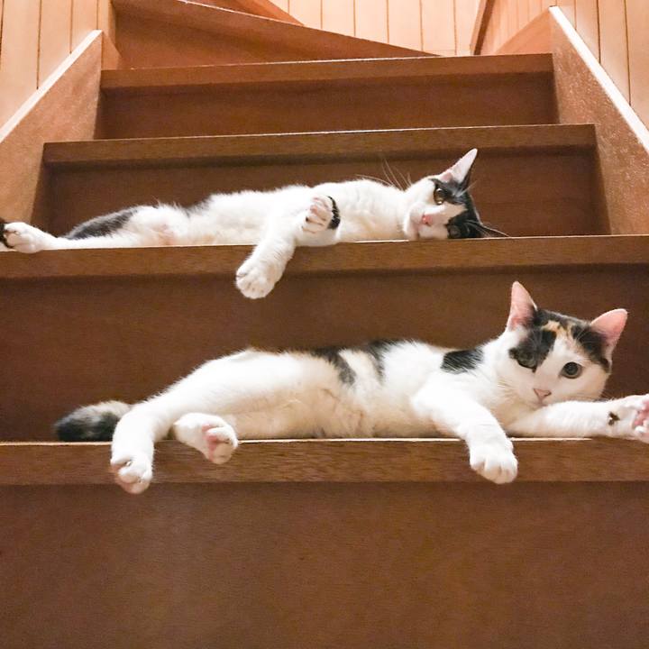 4598dda0 c0d5 4a2f a7ef 5a20ca8bde33