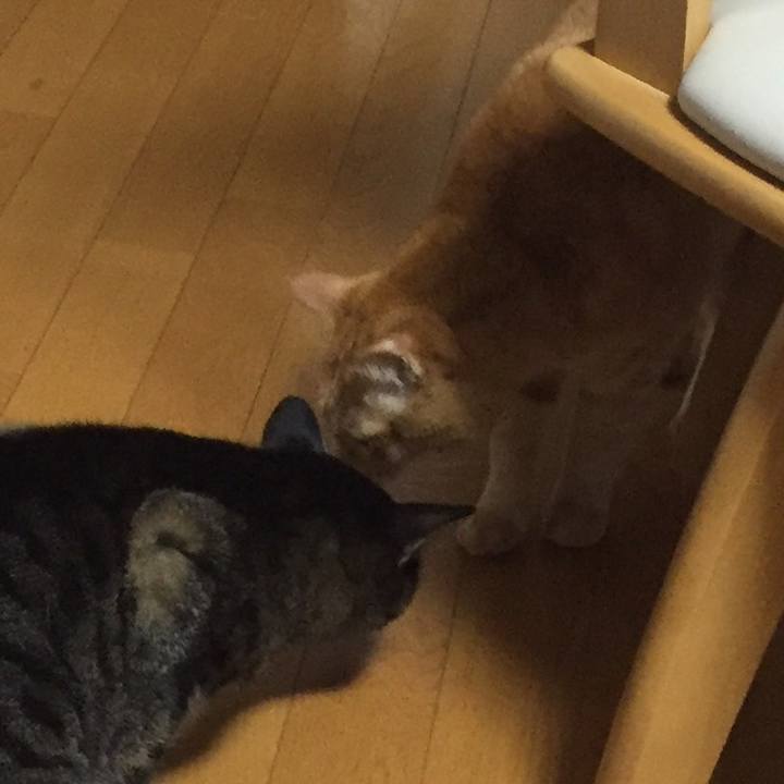 4599c82a f19e 441c adeb 4ef0ff29b834