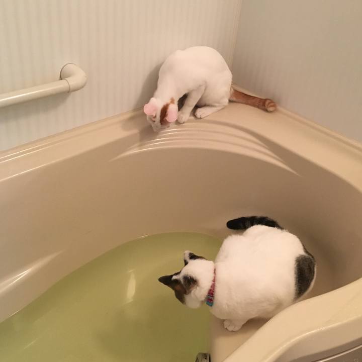 45a55294 b889 4aa4 8815 975dbeba6cc2