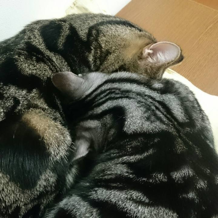 45a79edf ce0f 4c86 b54f bff4d8ab8c0e