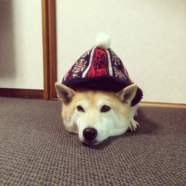 45ae3528 88a6 485b bb81 1cb1f2e0fdd6