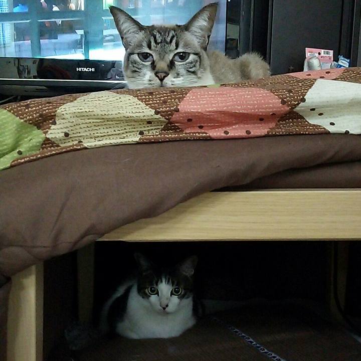 45b22a23 fccf 441a b625 2e220d9754ec